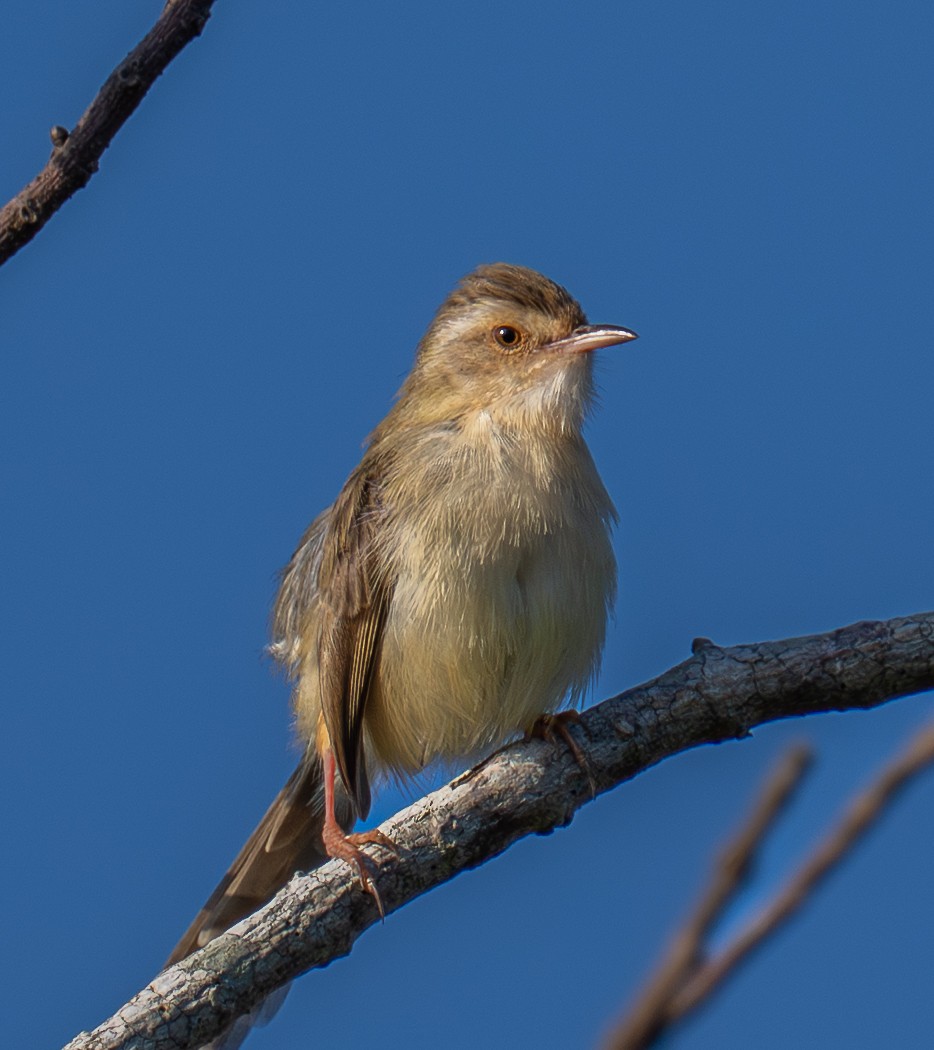 Plain Prinia - ML646621245