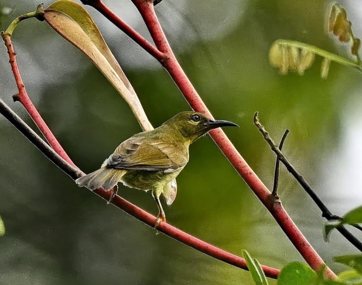 Kırmızı Gerdanlı Nektarkuşu - ML646621246