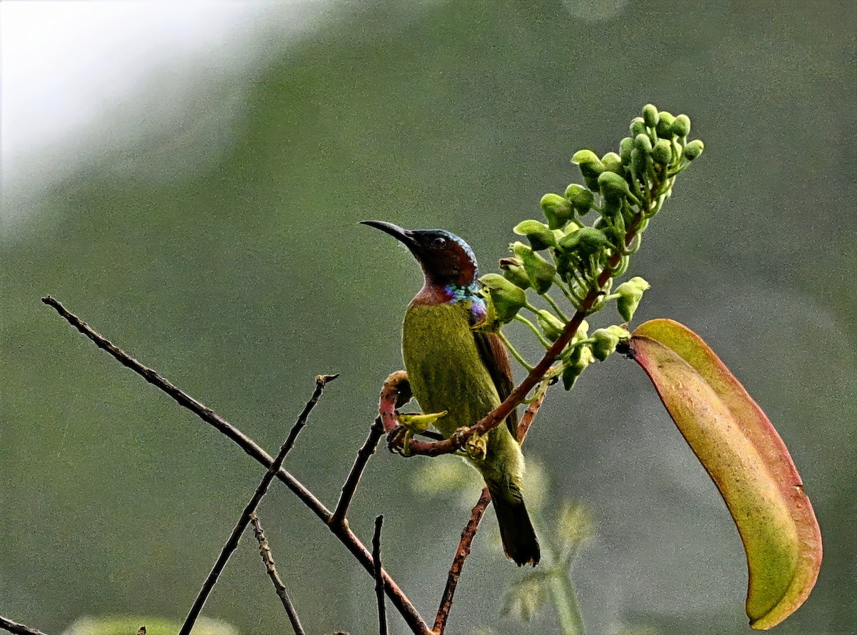 Kırmızı Gerdanlı Nektarkuşu - ML646621247