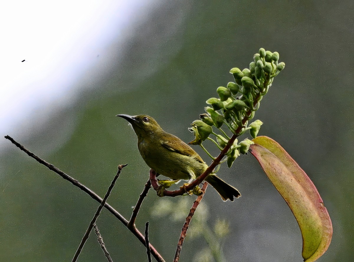 Kırmızı Gerdanlı Nektarkuşu - ML646621248