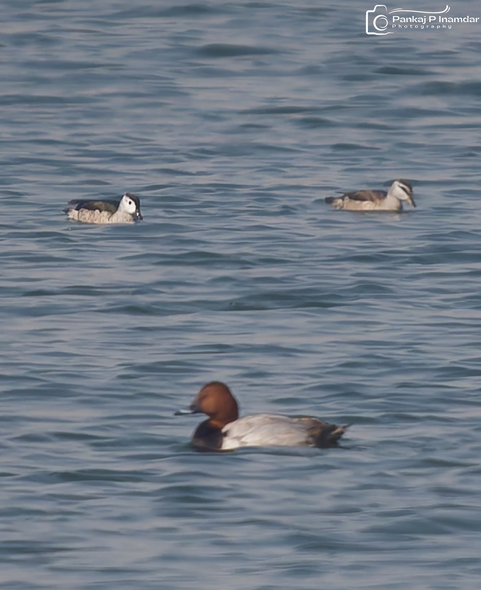 Cotton Pygmy-Goose - ML646621249