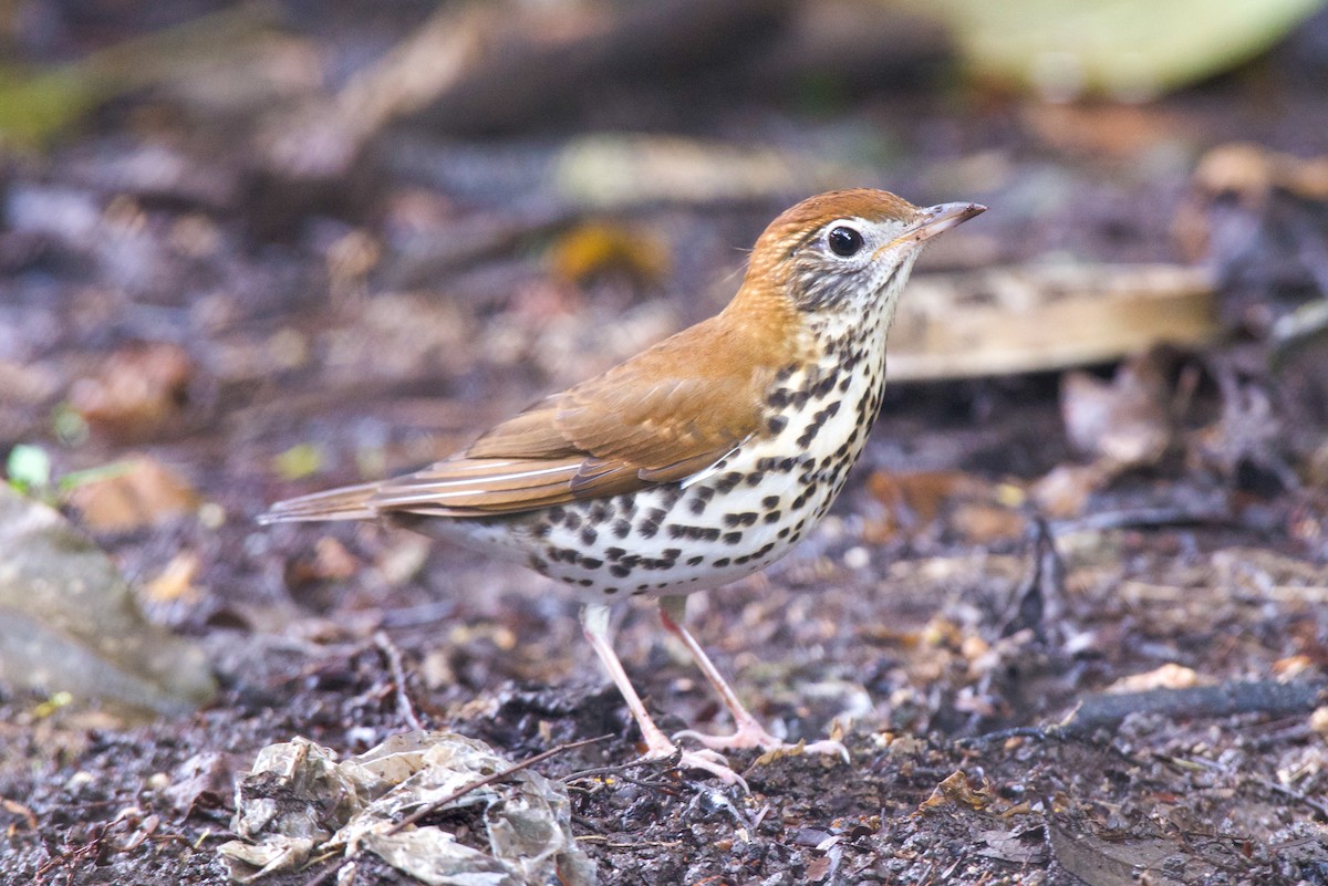 Wood Thrush - ML646621250