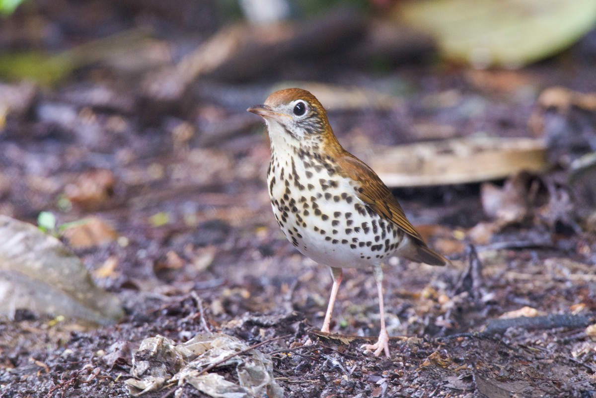 Wood Thrush - ML646621251