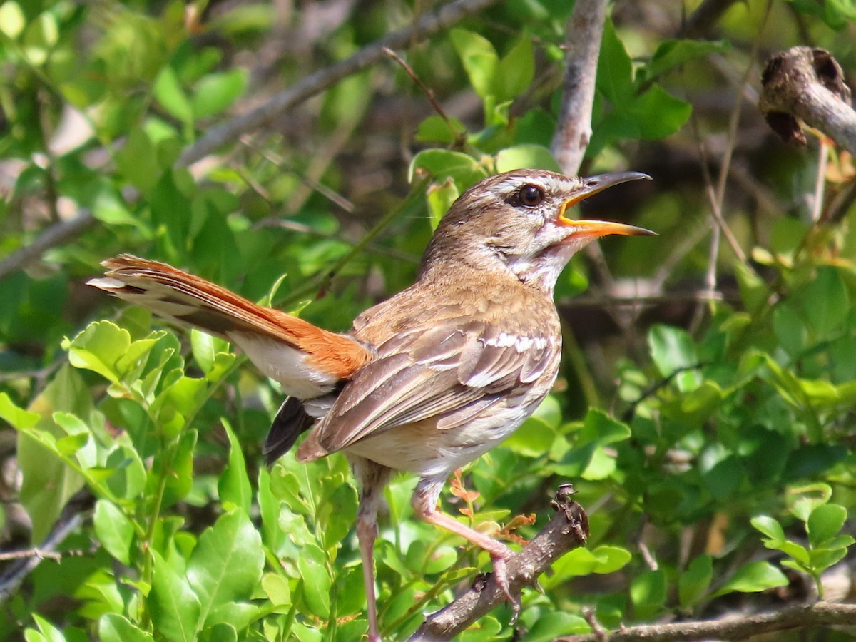 White-browed Scrub-Robin - ML646621258