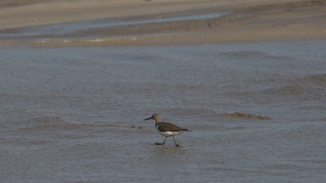 Набережник палеарктичний - ML646621266