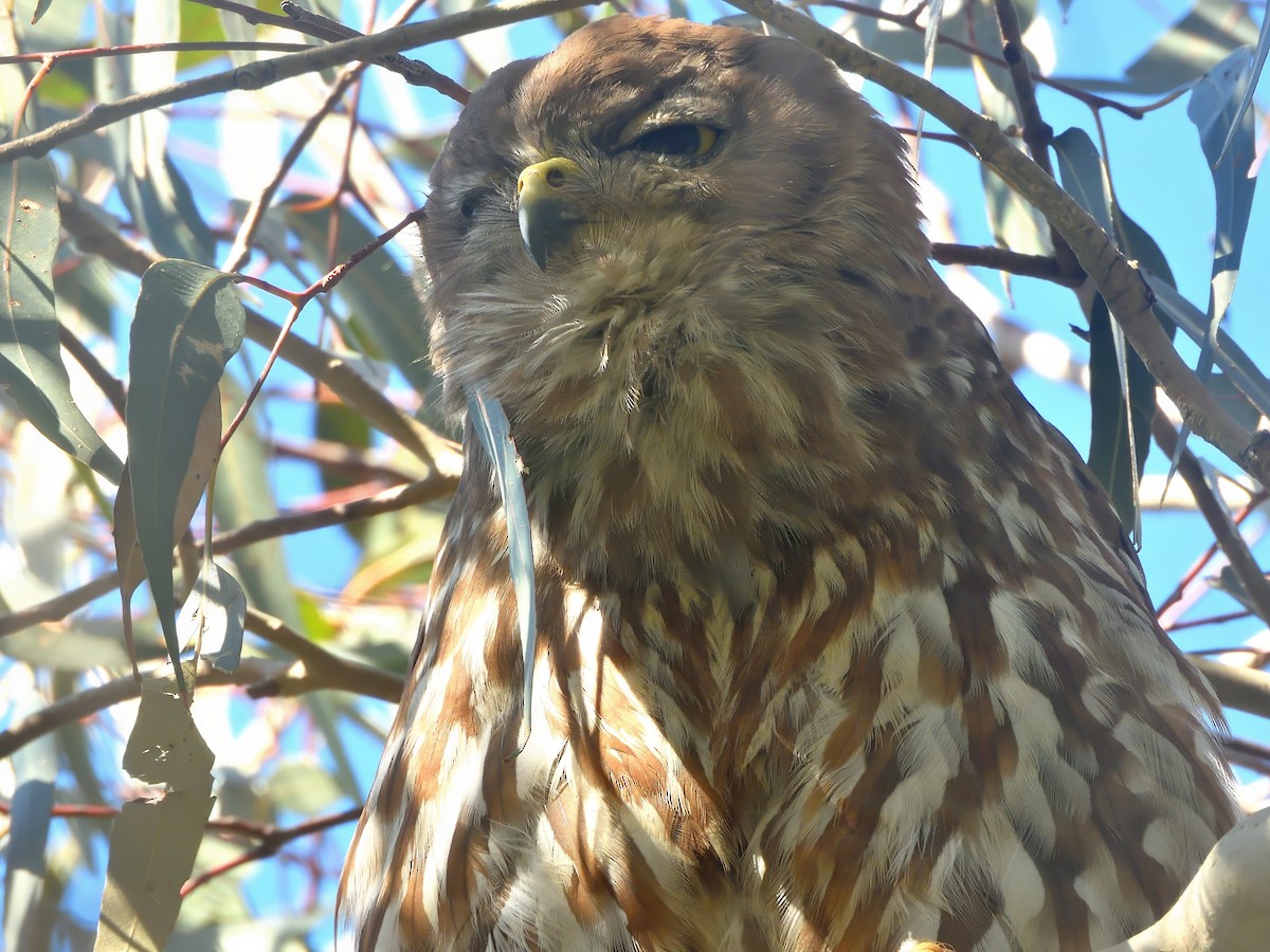 Barking Owl - ML646621269