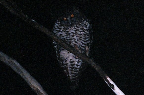 Powerful Owl - ML646621271