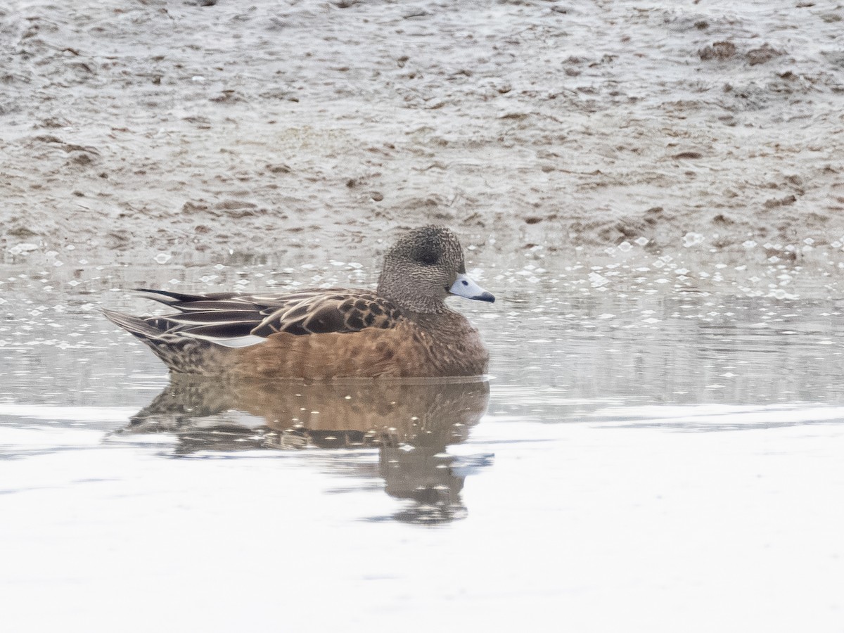 hvízdák americký - ML646621275