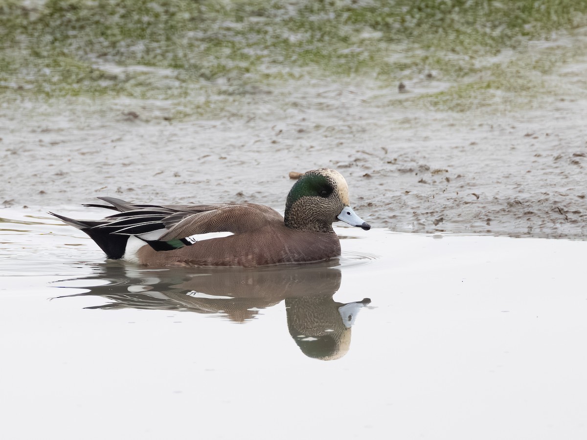 hvízdák americký - ML646621277