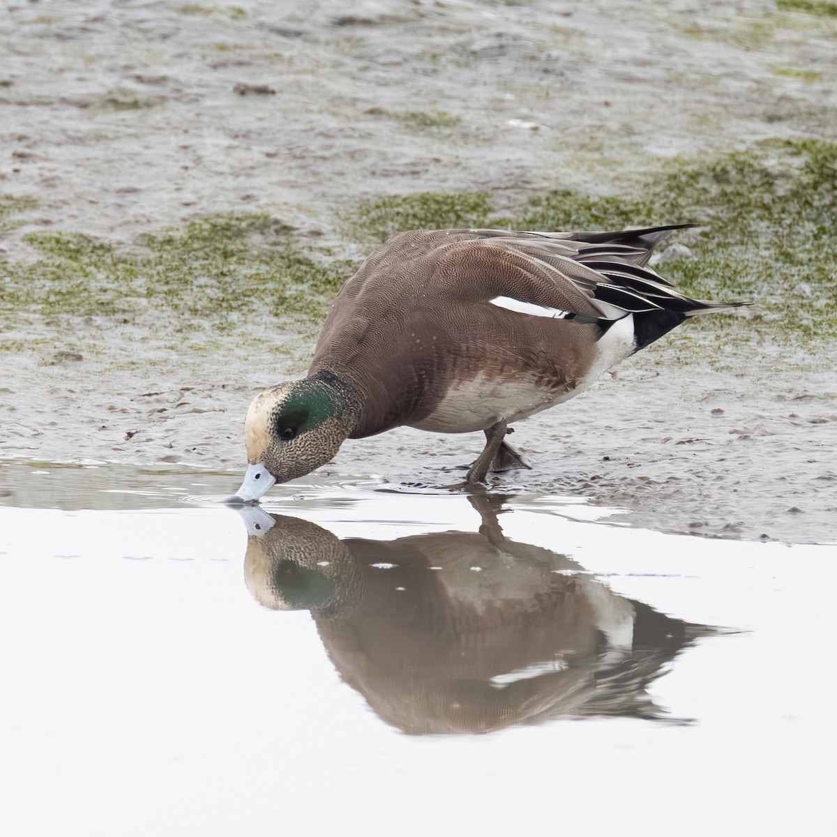 hvízdák americký - ML646621278