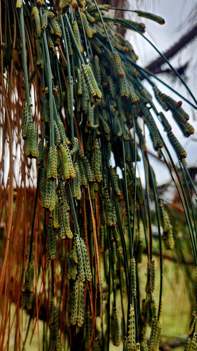 Red-headed Pine Sawfly - ML646621279