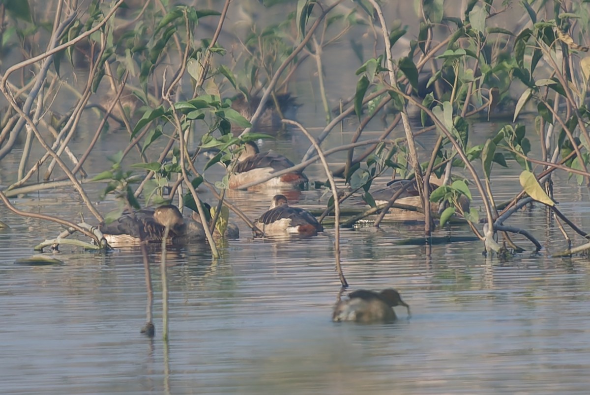 Lesser Whistling-Duck - ML646621283
