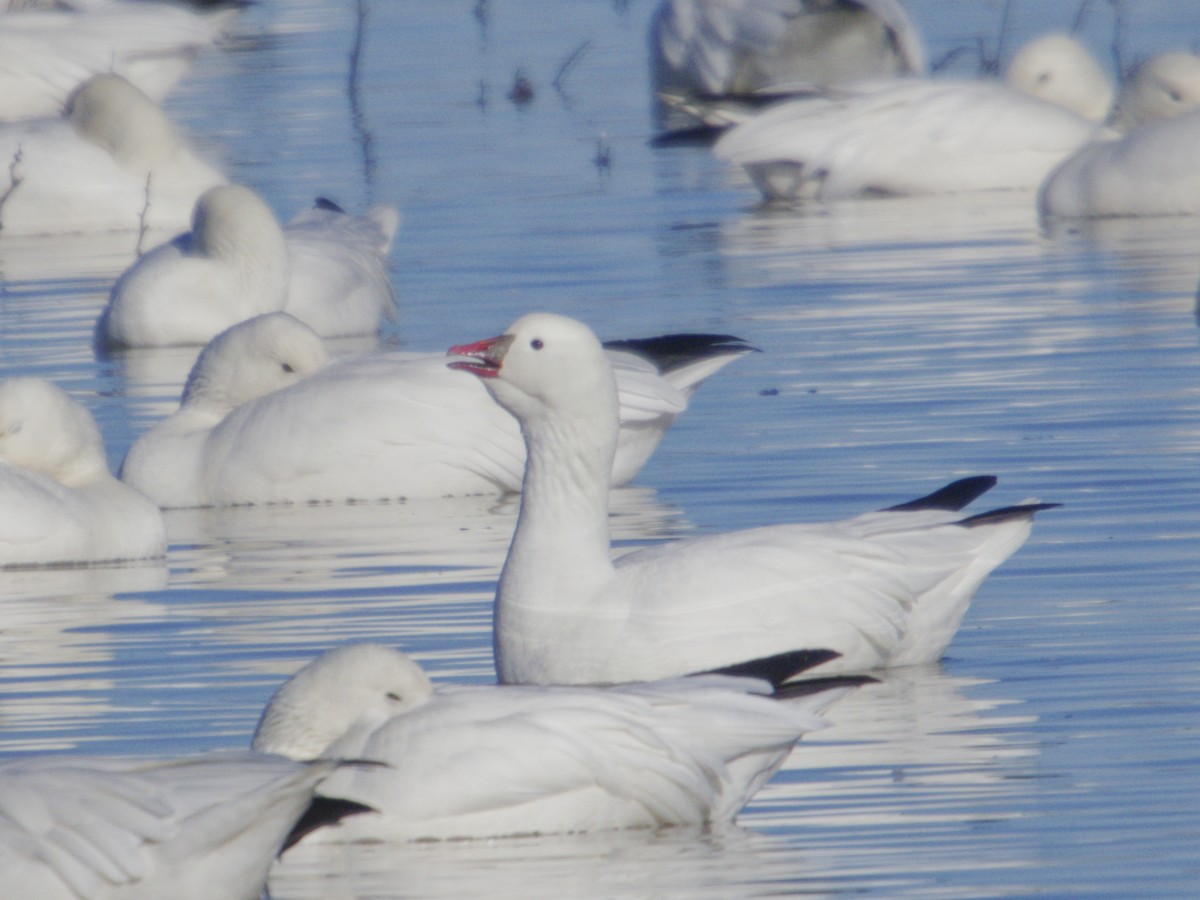 Ánsar de Ross - ML646621284