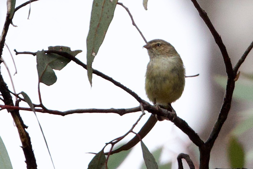 Weebill - ML646621286