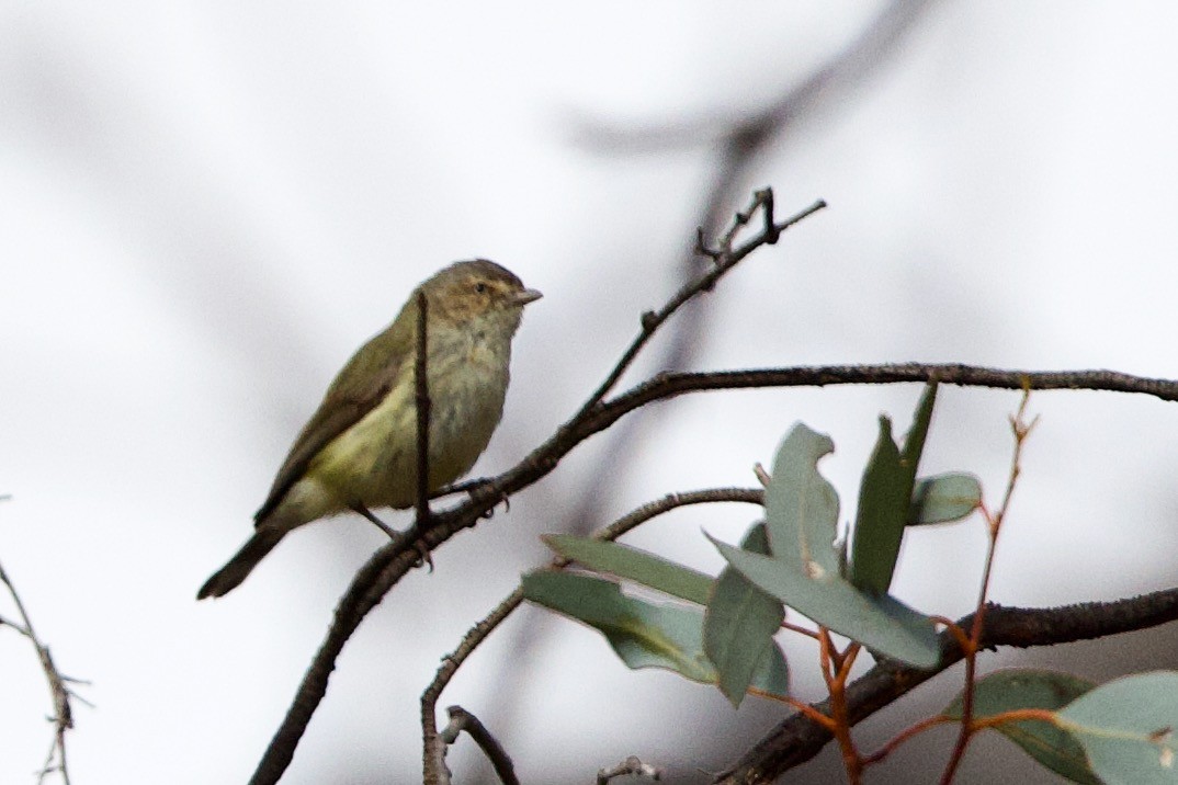 Weebill - ML646621288
