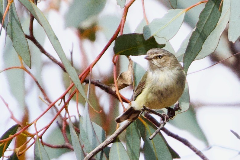 Weebill - ML646621289