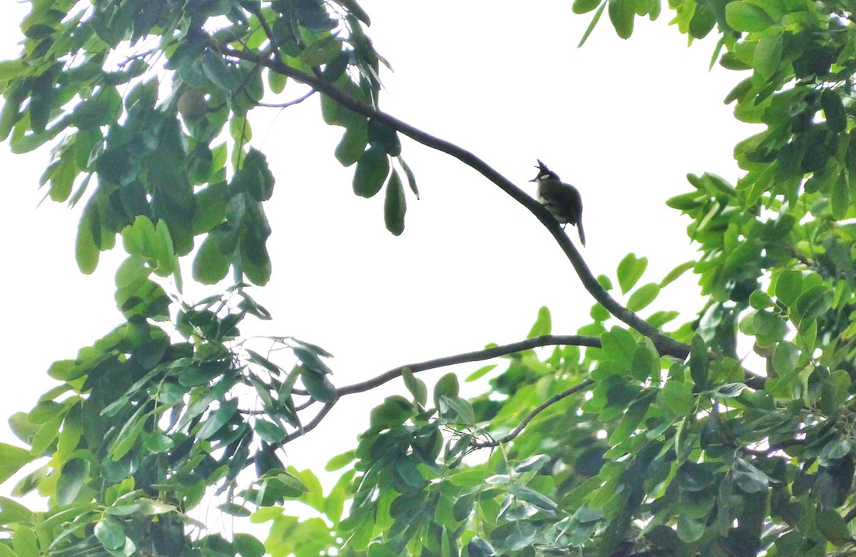 紅耳鵯 - ML646621290