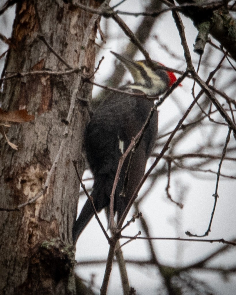 Pileated Woodpecker - ML646621293