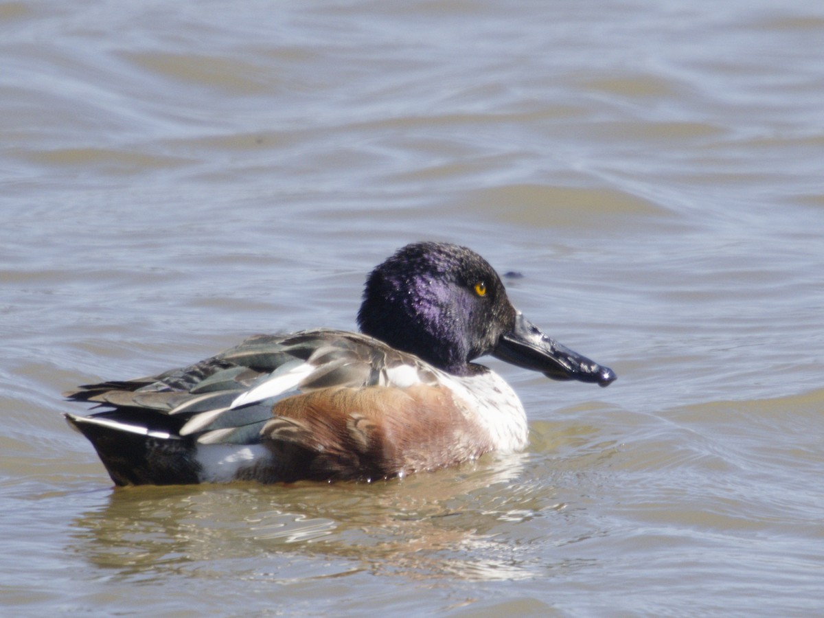 Cuchara Común - ML646621294