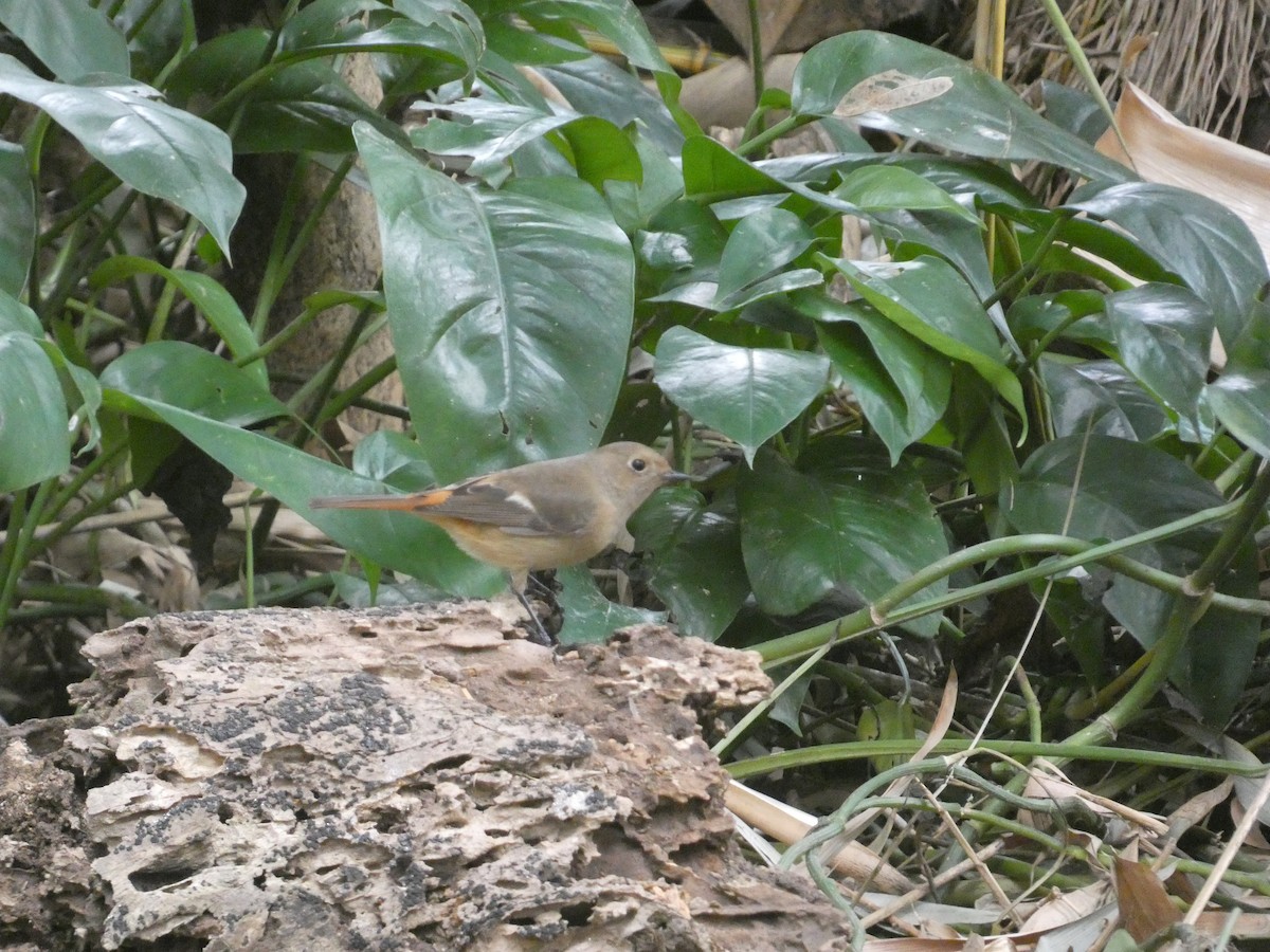 חכלילית סיבירית - ML646621295