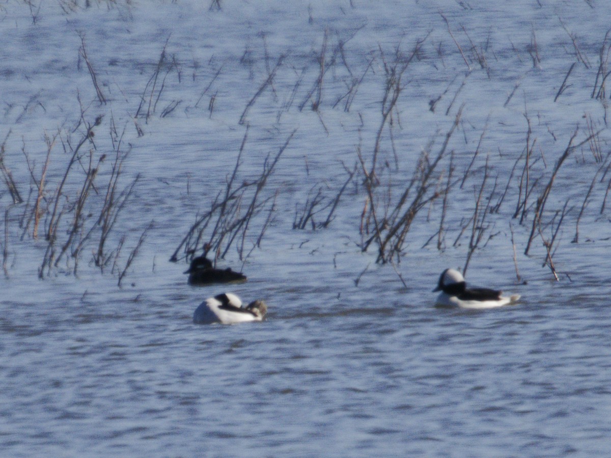 Porrón Albeola - ML646621297