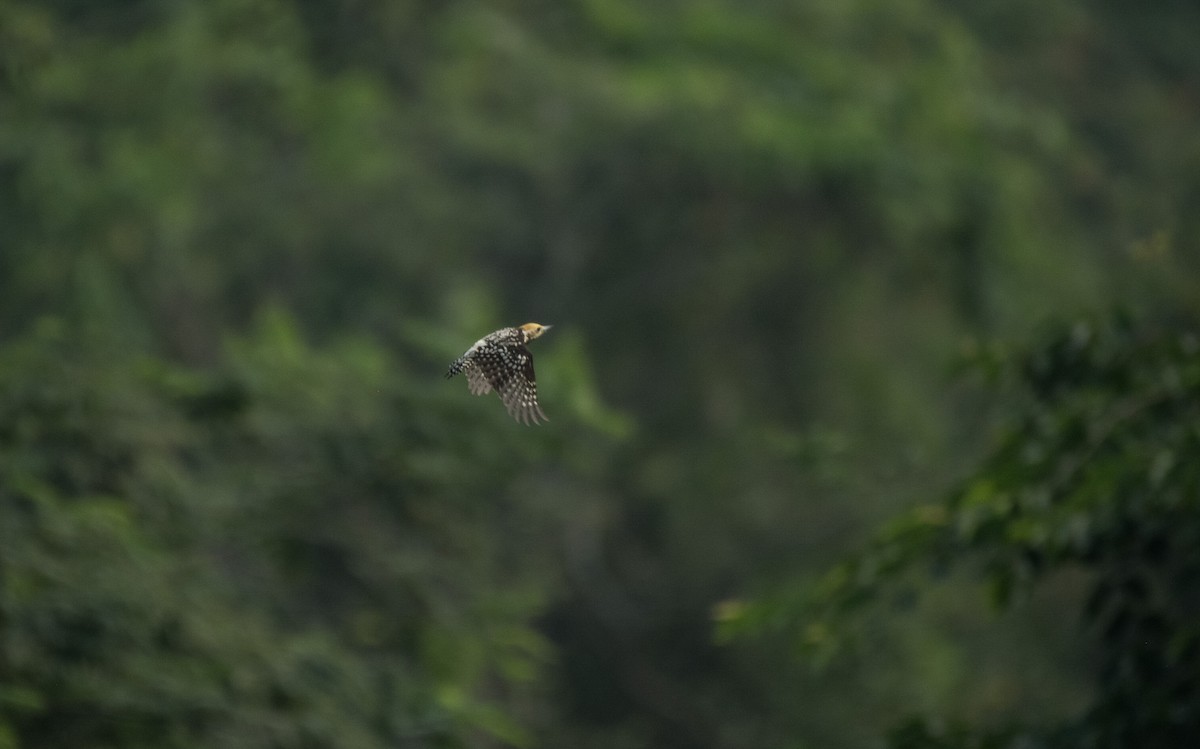 Yellow-crowned Woodpecker - ML646621301
