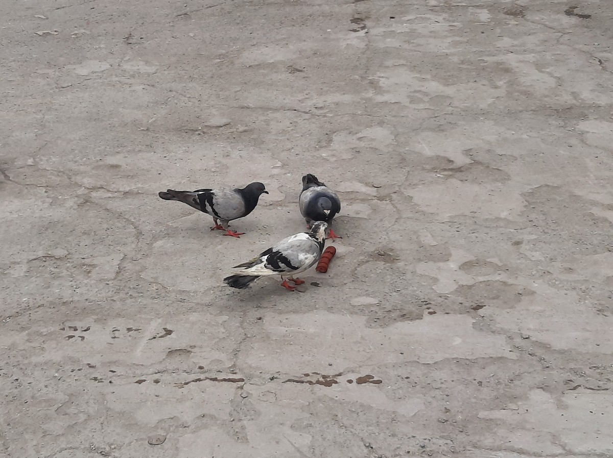 Piccione domestico - ML646621302