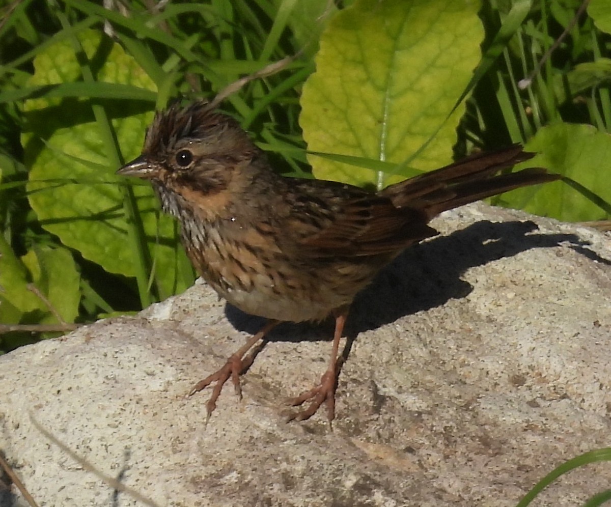 Lincoln's Sparrow - ML646621304