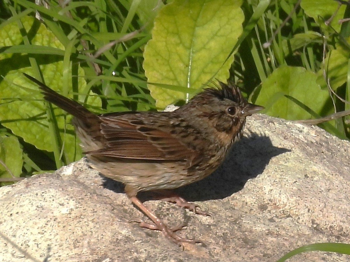 Lincoln's Sparrow - ML646621305