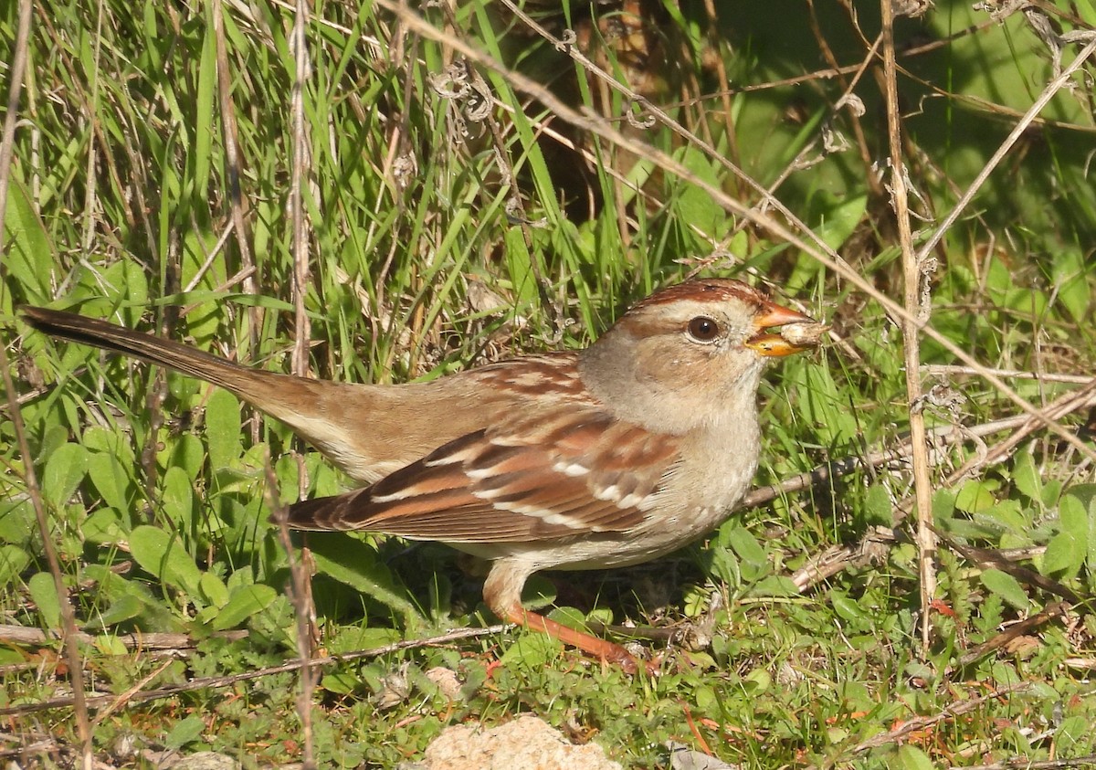 White-crowned Sparrow - ML646621307