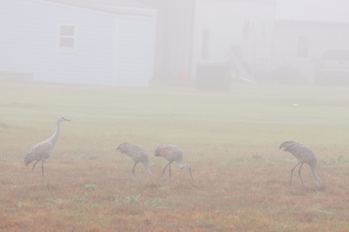 Grulla Canadiense - ML646621308