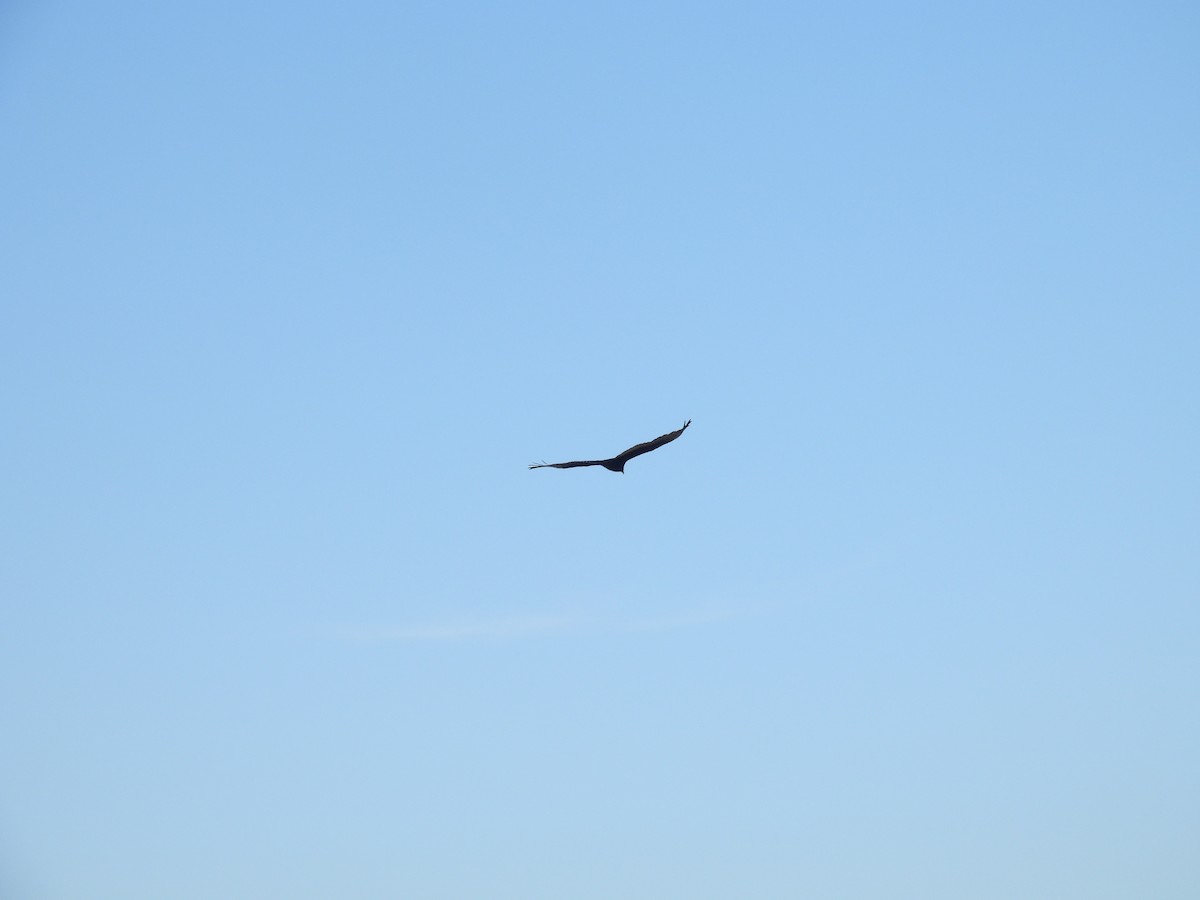 Turkey Vulture - ML646621309