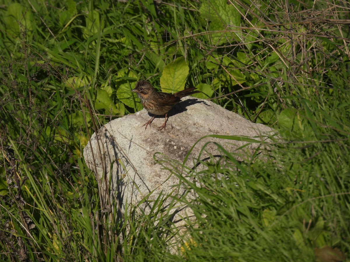 Lincoln's Sparrow - ML646621311
