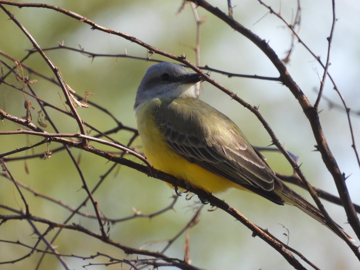 Tropical Kingbird - ML646621316
