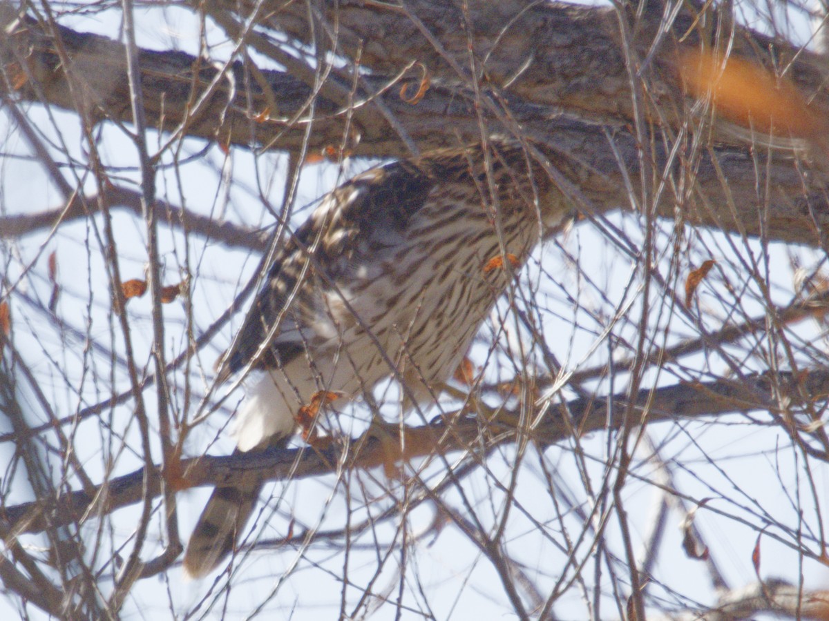 Gavilán de Cooper - ML646621317