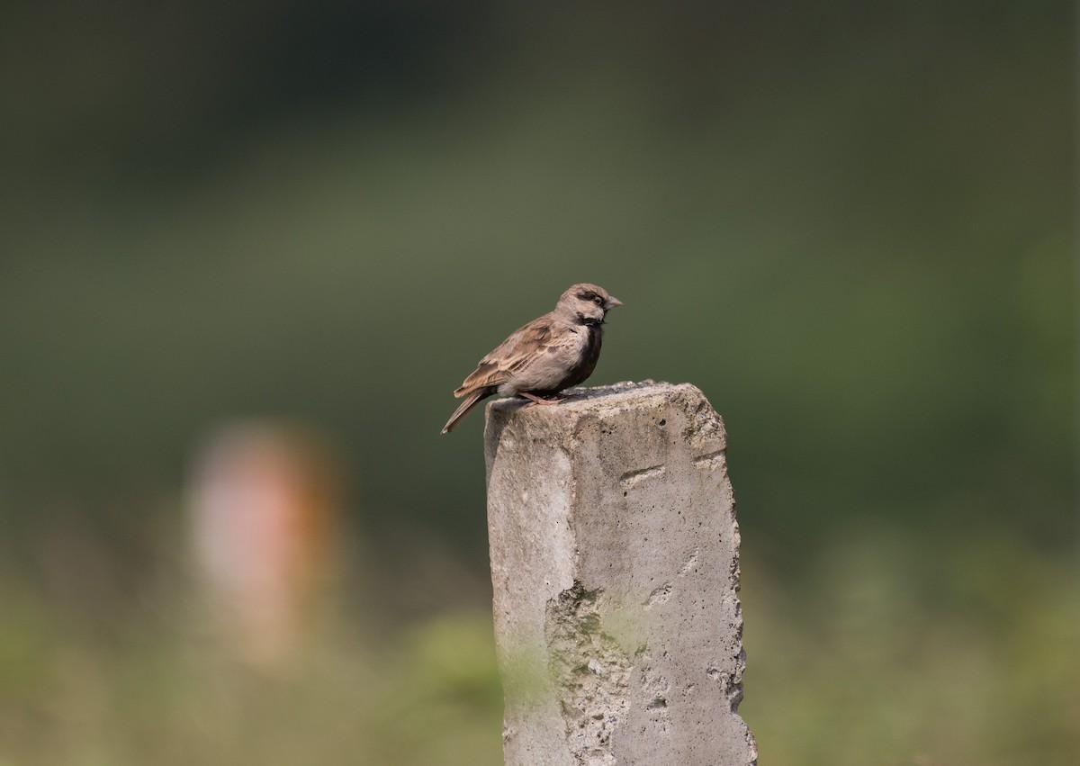 Ashy-crowned Sparrow-Lark - ML646621318