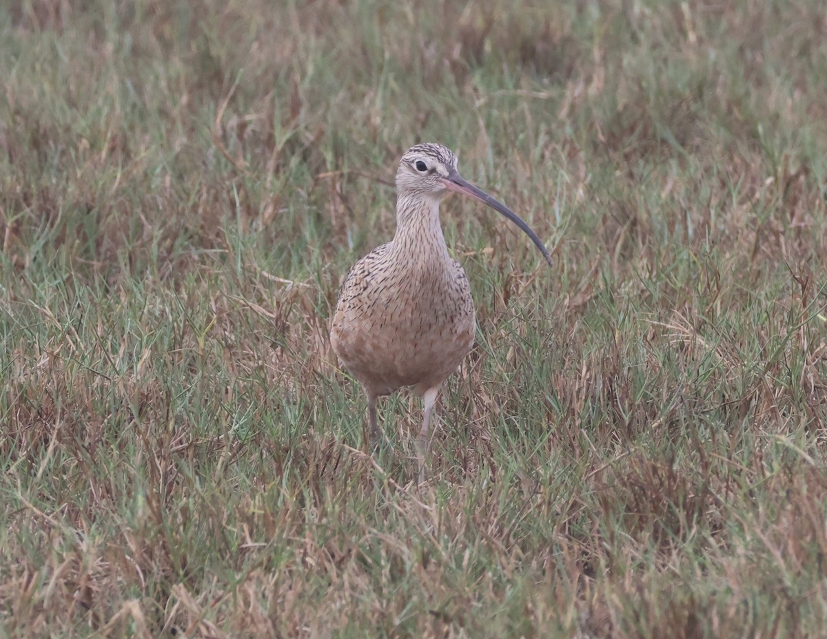 Zarapito Americano - ML646621320