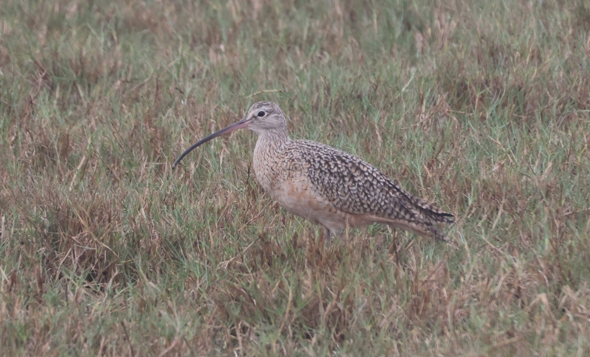 Zarapito Americano - ML646621321