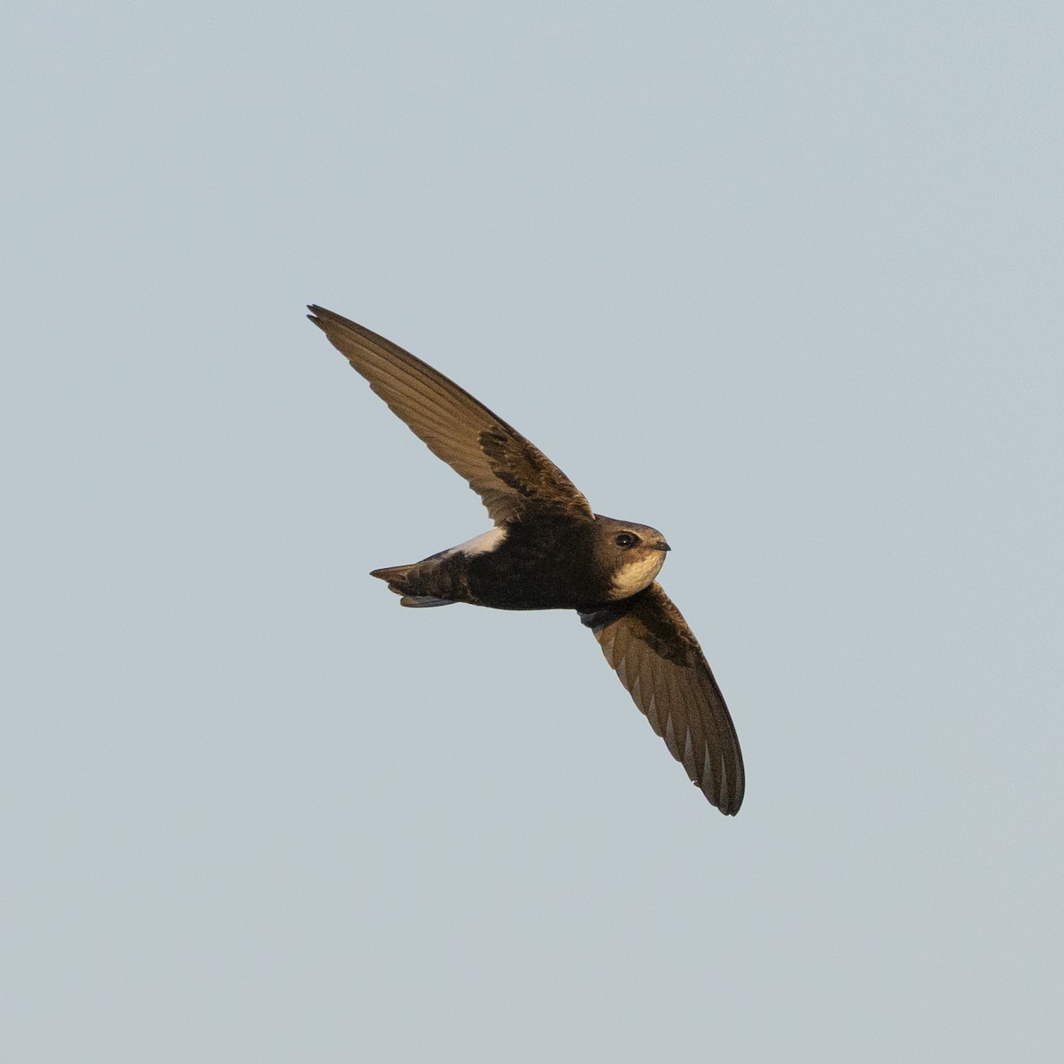 ニシヒメアマツバメ（affinis グループ） - ML646621323