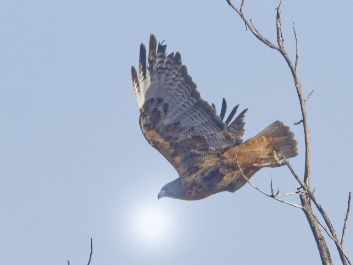 Busardo Colirrojo - ML646621324