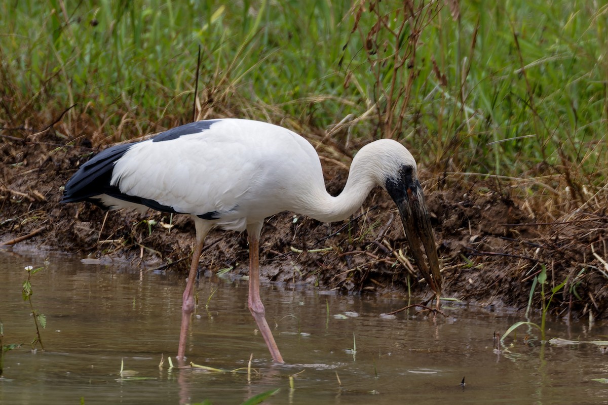 Picotenaza Asiático - ML646621326