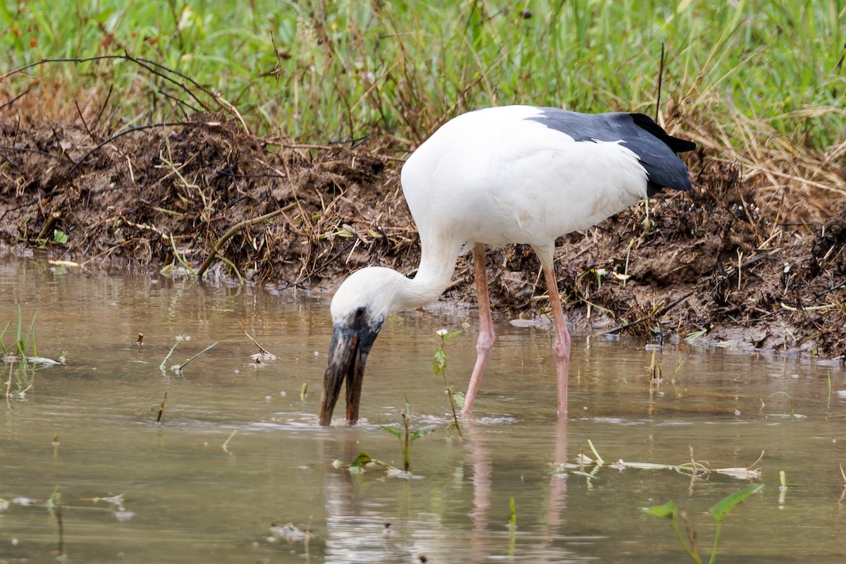 Picotenaza Asiático - ML646621327