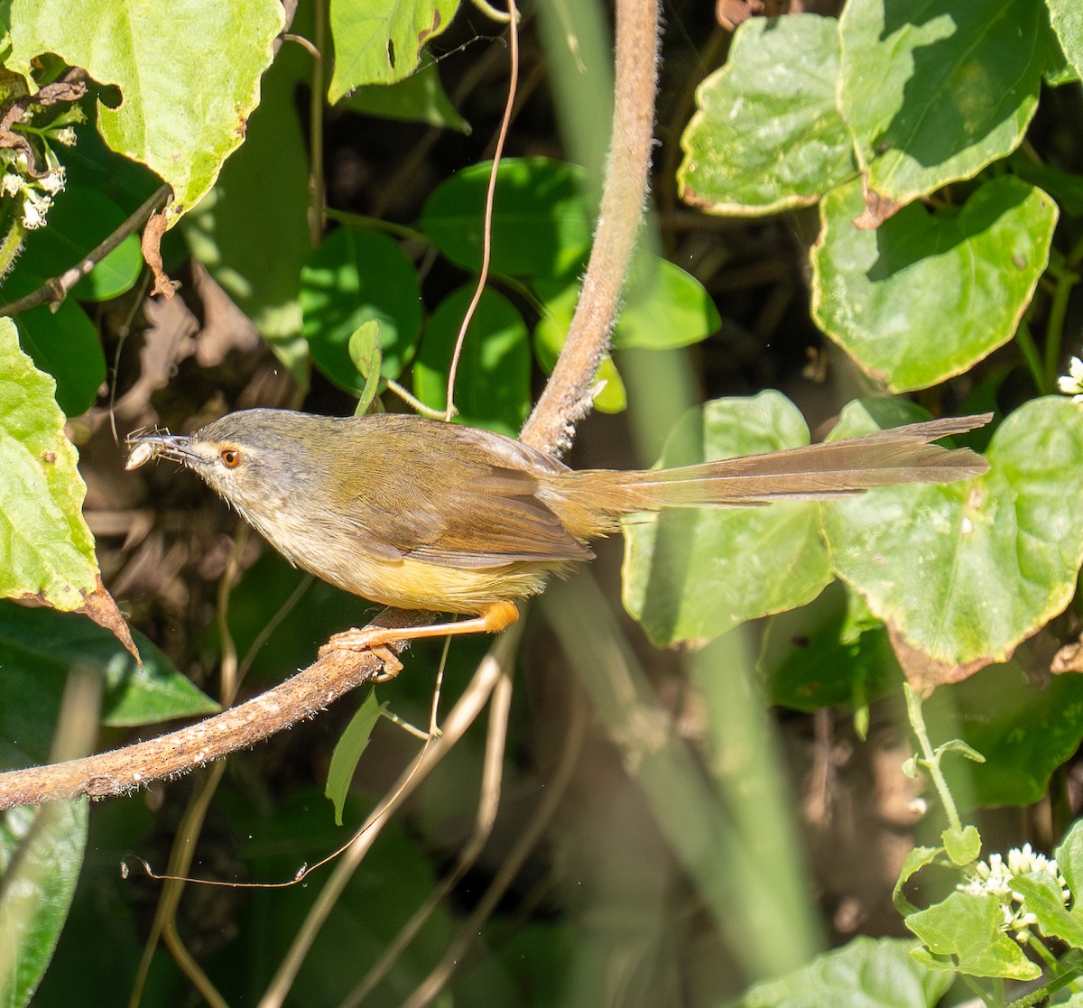 Prinia Sencilla - ML646621328