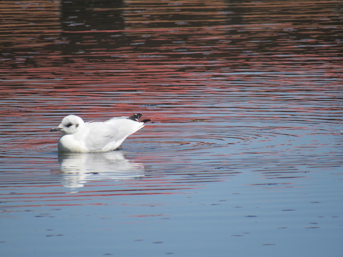 Andean Gull - ML646621330