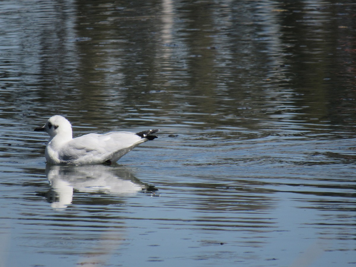 Andean Gull - ML646621331