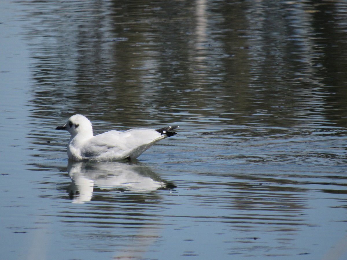 Andean Gull - ML646621332