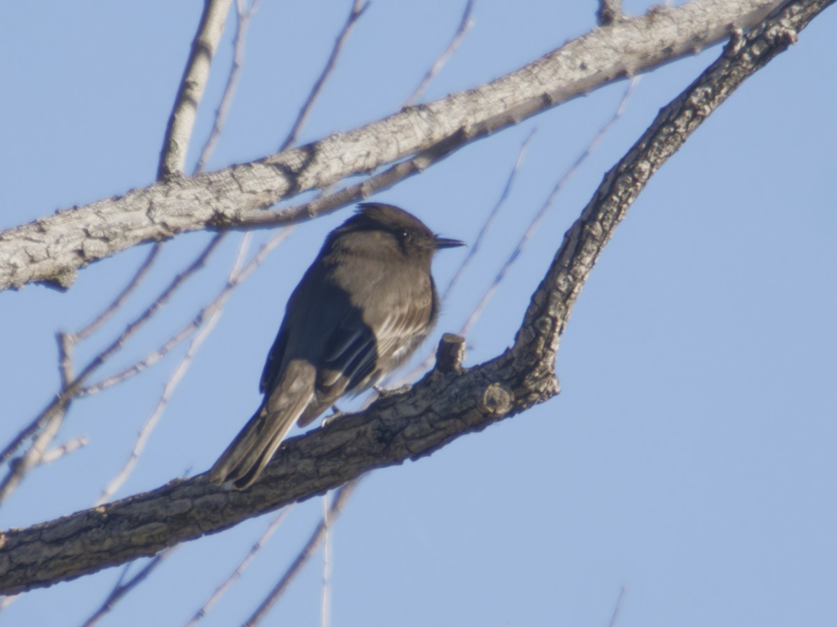 Mosquero Negro - ML646621333