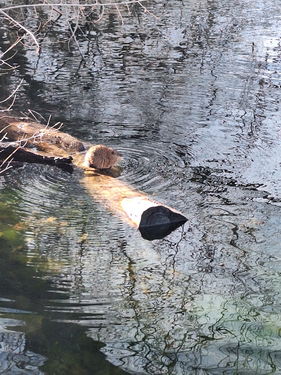 Muskrat - ML646621336