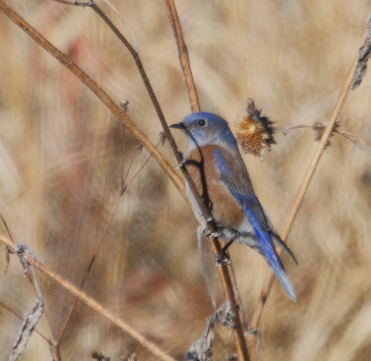 Azulejo Occidental - ML646621340