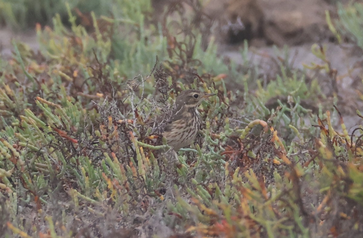 Bisbita Norteamericano - ML646621342